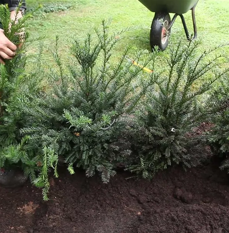 Eibe - Hecke einpflanzen im Garten