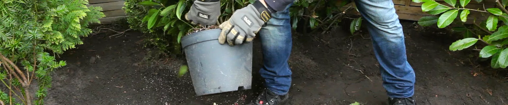 Skimmie - Einpflanzen im Garten (thumbnail).jpg Skimmie - Einpflanzen im Garten (thumbnail).jpg