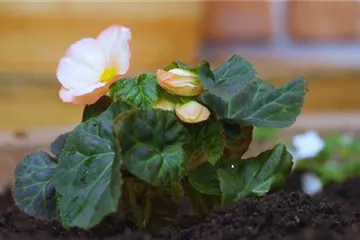 Knollenbegonie - Einpflanzen im Garten