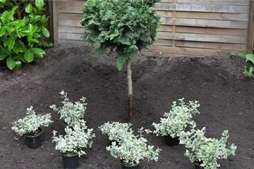 Kriechspindel - Einpflanzen im Garten
