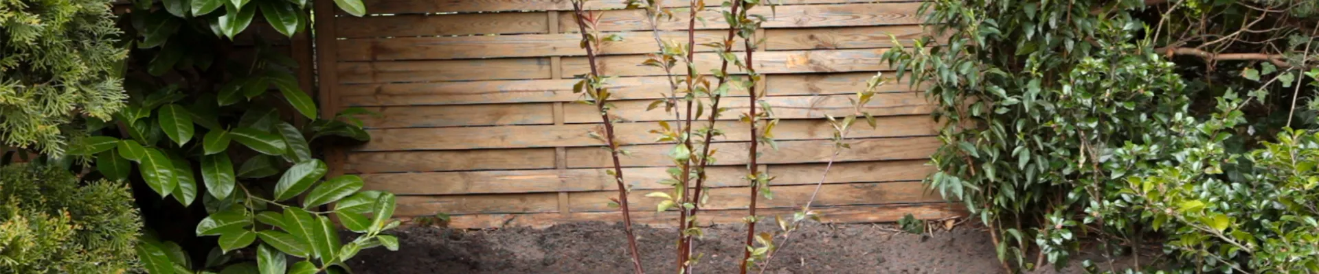 Rotblättriger Zierpfirsich - Einpflanzen im Garten (thumbnail).jpg Rotblättriger Zierpfirsich - Einpflanzen im Garten (thumbnail).jpg