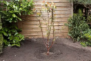Rotblättriger Zierpfirsich - Einpflanzen im Garten Rotblättriger Zierpfirsich - Einpflanzen im Garten