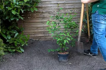 Felsenbirne - Einpflanzen im Garten
