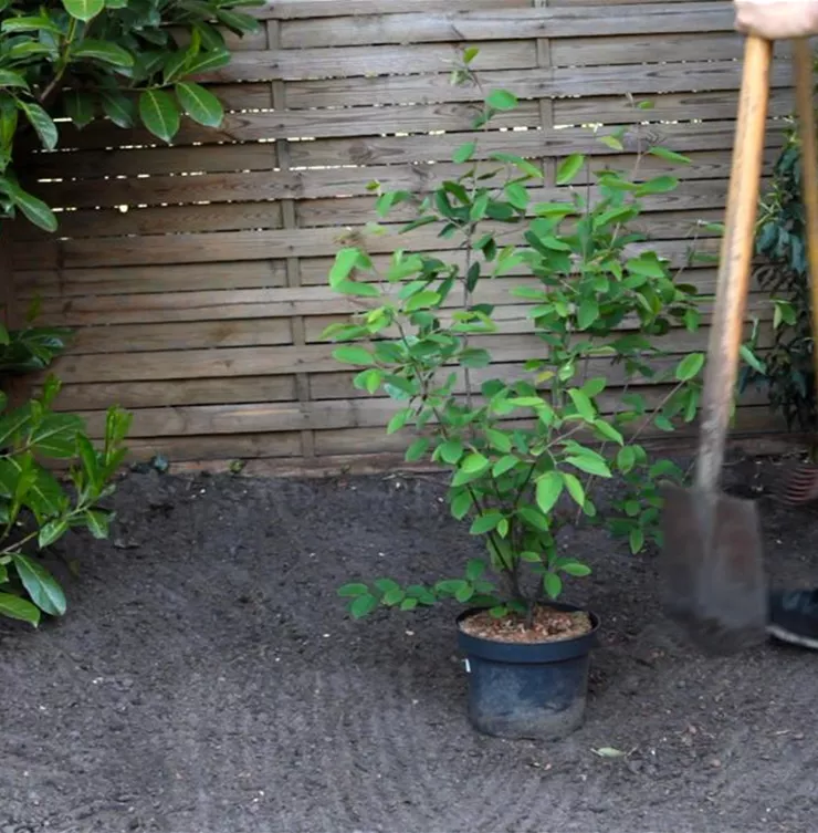 Felsenbirne - Einpflanzen im Garten