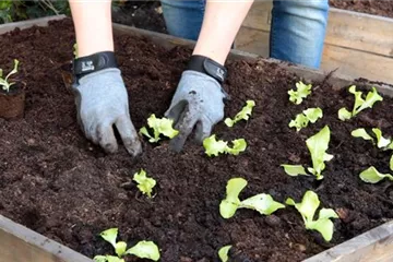 Schnittsalat - Einpflanzen im Hochbeet