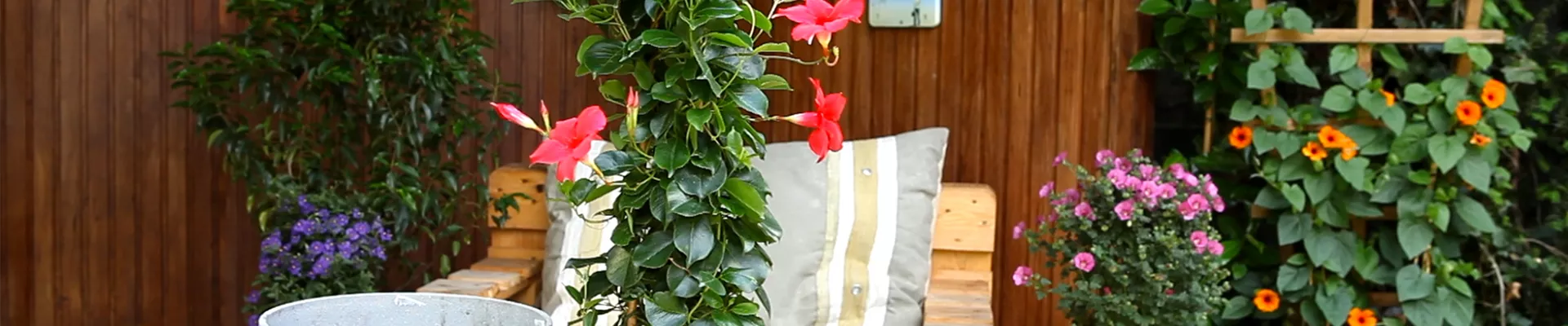 Dipladenia - Einpflanzen in ein Gefäß (thumbnail).jpg