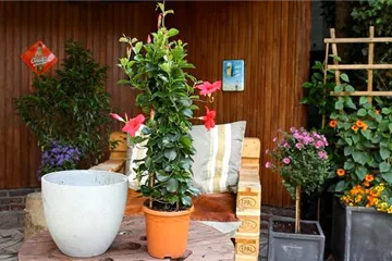 Dipladenia - Einpflanzen in ein Gefäß