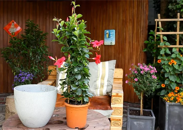 Dipladenia - Einpflanzen in ein Gefäß