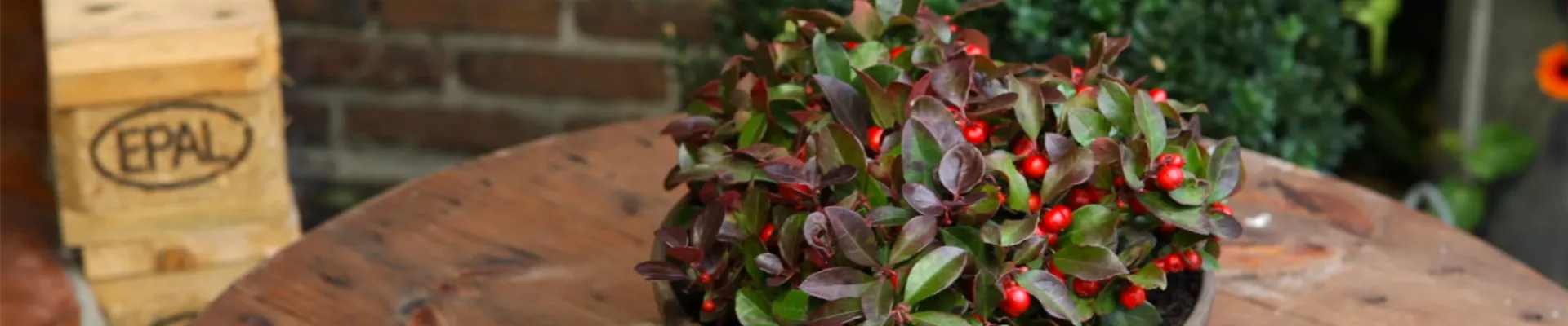 Scheinbeere - Einpflanzen in ein Gefäß (thumbnail).jpg Scheinbeere - Einpflanzen in ein Gefäß (thumbnail).jpg