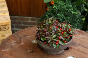 Scheinbeere - Einpflanzen in ein Gefäß Scheinbeere - Einpflanzen in ein Gefäß