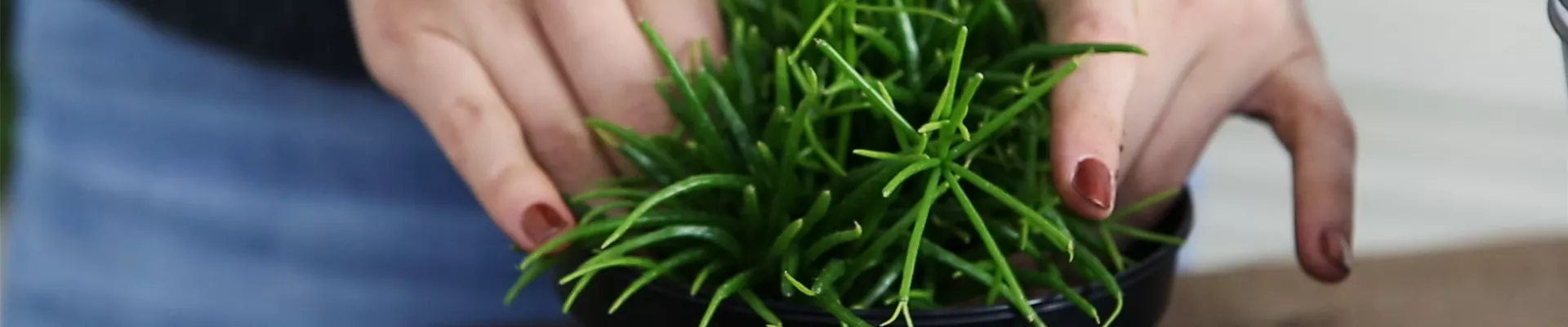 Rutenkaktus - Einpflanzen in ein Gefäss (Thumbnail).jpg Rutenkaktus - Einpflanzen in ein Gefäss (Thumbnail).jpg