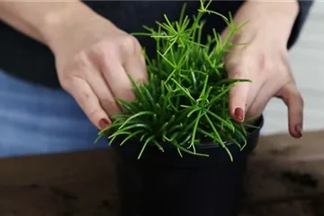 Rutenkaktus - Einpflanzen in ein Gefäß Rutenkaktus - Einpflanzen in ein Gefäß