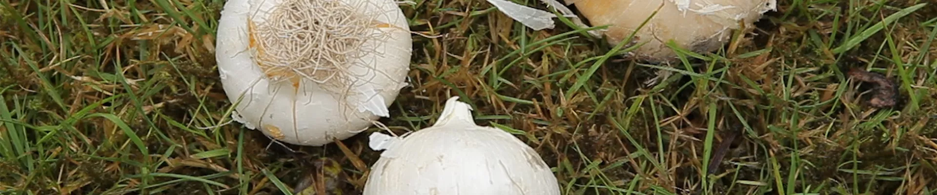 Zierlauch - Blumenzwiebeln einpflanzen (thumbnail)2.jpg Zierlauch - Blumenzwiebeln einpflanzen (thumbnail)2.jpg