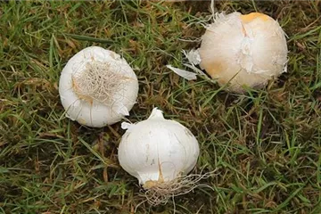 Zierlauch - Blumenzwiebeln einpflanzen Zierlauch - Blumenzwiebeln einpflanzen