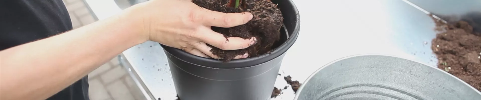 Geigenbaum - Einpflanzen in ein Gefäß (thumbnail).jpg