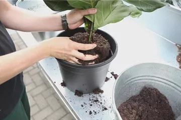 Geigenbaum - Einpflanzen in ein Gefäß