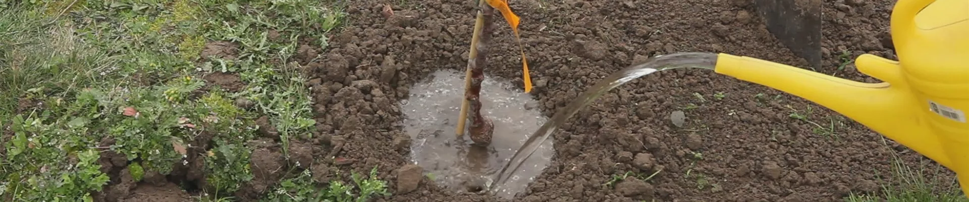 Zwergapfelbaum - Einpflanzen im Garten (thumbnail).jpg Zwergapfelbaum - Einpflanzen im Garten (thumbnail).jpg