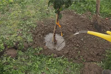 Zwergapfelbaum - Einpflanzen im Garten Zwergapfelbaum - Einpflanzen im Garten