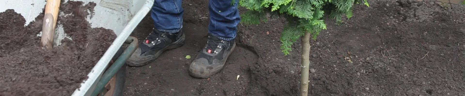 Zwerg-Muschelzypresse - Einpflanzen im Garten (thumbnail).jpg Zwerg-Muschelzypresse - Einpflanzen im Garten (thumbnail).jpg