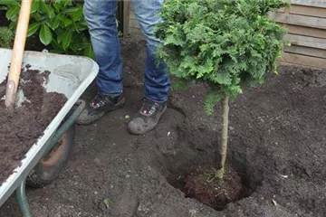 Zwerg-Muschelzypresse - Einpflanzen im Garten Zwerg-Muschelzypresse - Einpflanzen im Garten