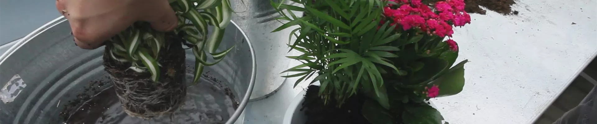 Schale - Einpflanzen von Zimmerpflanzen (thumbnail).jpg Schale - Einpflanzen von Zimmerpflanzen (thumbnail).jpg