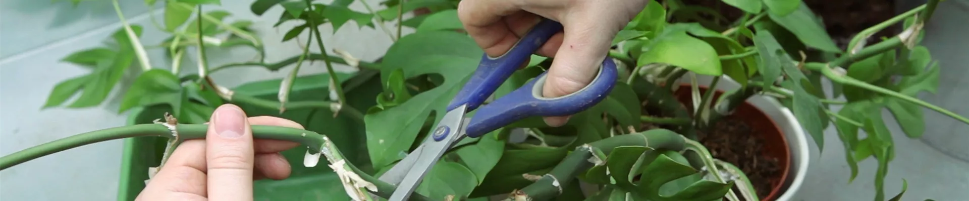 Fensterblatt - Zurückschneiden und Umtopfen (thumbnail).jpg