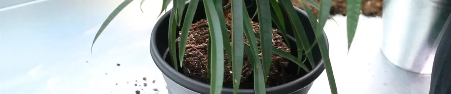 Langblättrige Feige - Einpflanzen in ein Gefäß (thumbnail).jpg