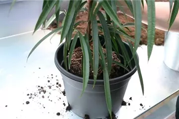 Langblättrige Feige - Einpflanzen in ein Gefäß