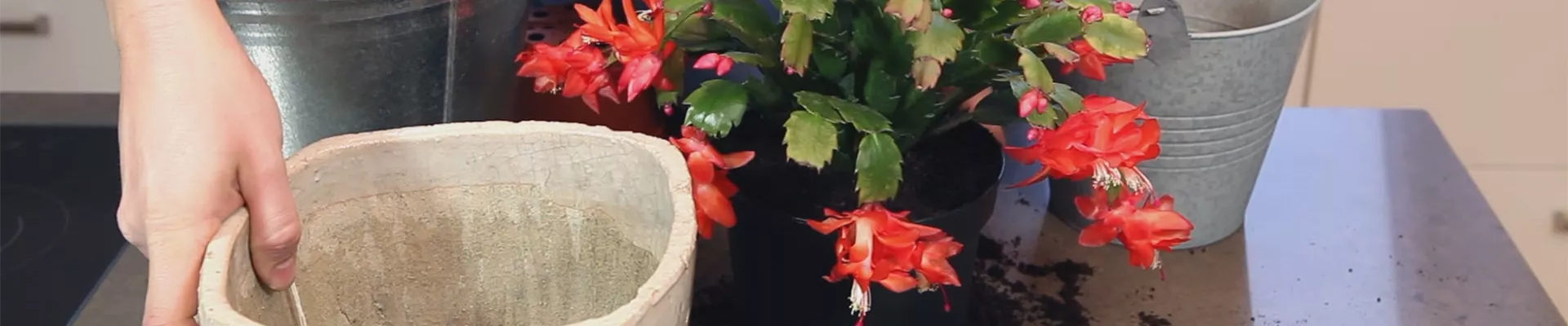 Weihnachtskaktus - Einpflanzen in ein Gefäß (thumbnail).jpg