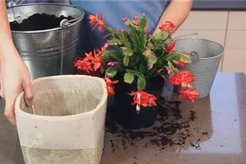 Weihnachtskaktus - Einpflanzen in ein Gefäß