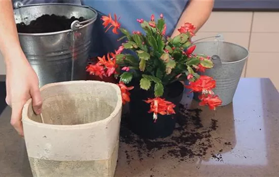 Weihnachtskaktus - Einpflanzen in ein Gefäß