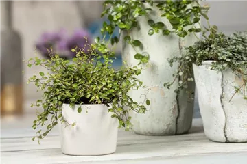 Mühlenbeckia - eine Zierde für drinnen und draußen