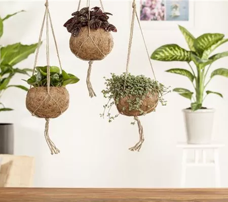 Die Peperomie richtig pflegen