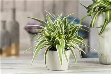 Das Genie unter den Zimmerpflanzen – die Grünlilie