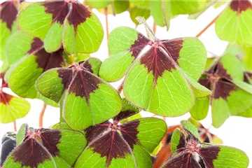 Glücksklee – eine Pflanze als Symbol für Glück