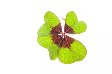 Glücksklee – bringt nicht nur zu Silvester Glück