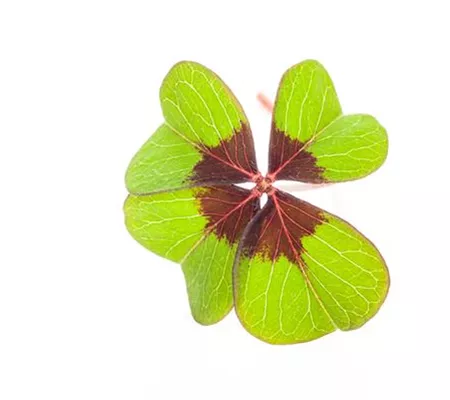 Glücksklee – bringt nicht nur zu Silvester Glück