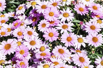 Das richtige Blumenbeet: eine Frage des Geschmacks