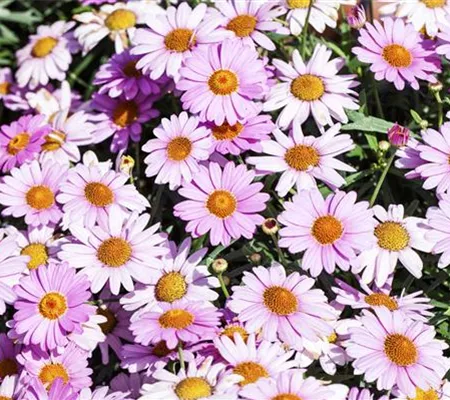 Das richtige Blumenbeet: eine Frage des Geschmacks