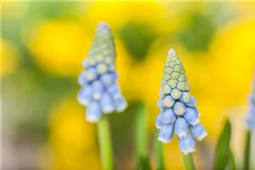 Kokedama mit Frühlingspflanzen