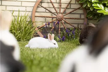 Die Kleintierwiese – ein Paradies für kleine Nager