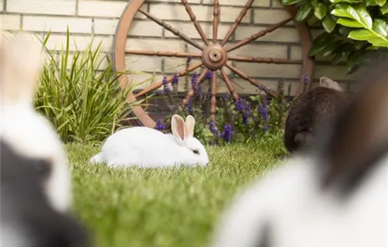 Die Kleintierwiese – ein Paradies für kleine Nager Die Kleintierwiese – ein Paradies für kleine Nager
