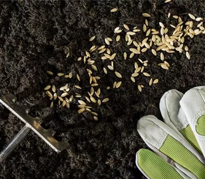 Die Aussaat und das Pflanzgut – für einen guten Start ins Gartenjahr Die Aussaat und das Pflanzgut – für einen guten Start ins Gartenjahr