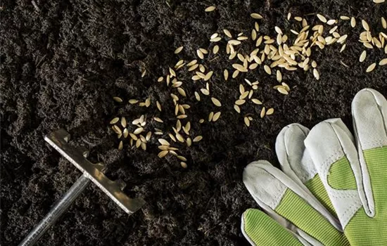 Die Aussaat und das Pflanzgut – für einen guten Start ins Gartenjahr Die Aussaat und das Pflanzgut – für einen guten Start ins Gartenjahr