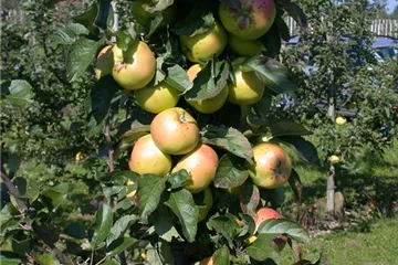 Die Streuobstwiese – Gesundheit zum Selberpflücken