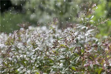 Wasser marsch – Regenwasser für durstige Pflanzen
