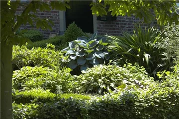 Vorhang auf: hier kommen die Blattschmuckpflanzen!