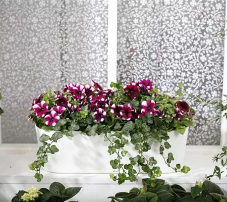 Bereit für den Sommer – Balkon und Garten blühen richtig auf