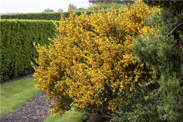 Ganz schön wild – Wildgehölze im Garten