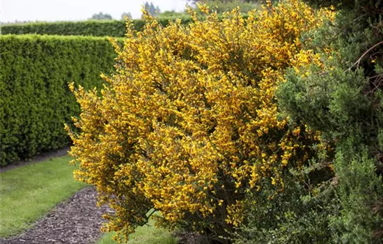 Ganz schön wild – Wildgehölze im Garten Ganz schön wild – Wildgehölze im Garten